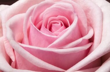 Rosa rosa