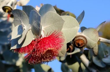 Propiedades del aceite esencial de Eucalipto