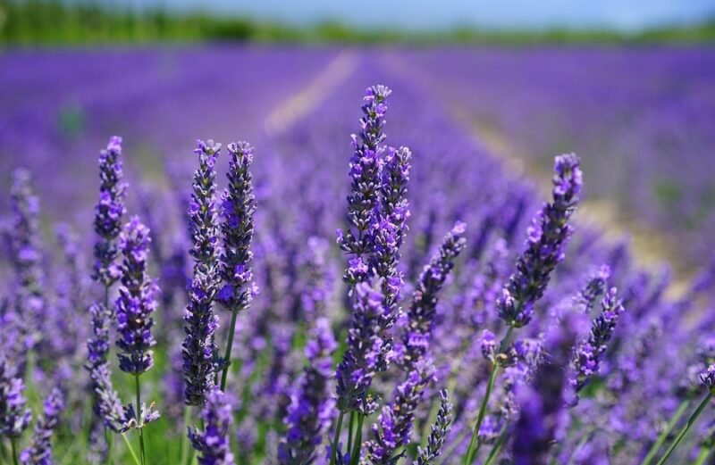 campo de lavanda para su recolección para aceite esencial de lavanda