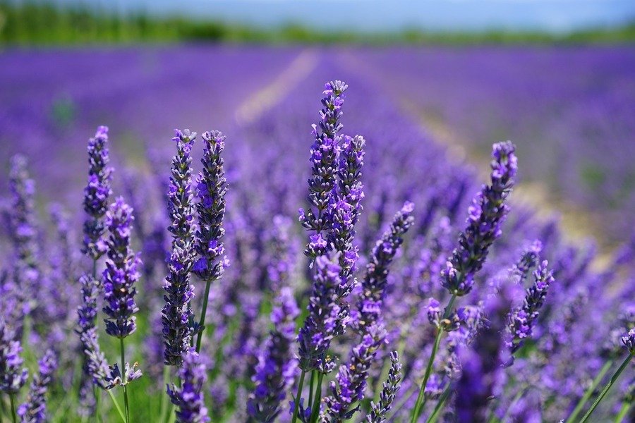 campo de lavanda para su recolección para aceite esencial de lavanda