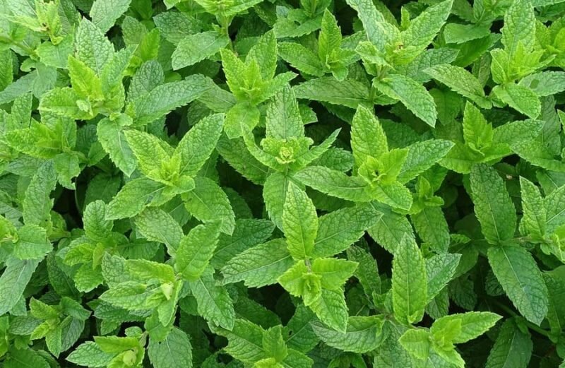 hojas de menta, aceite esencial de menta