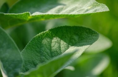 hoja de salvia blanca