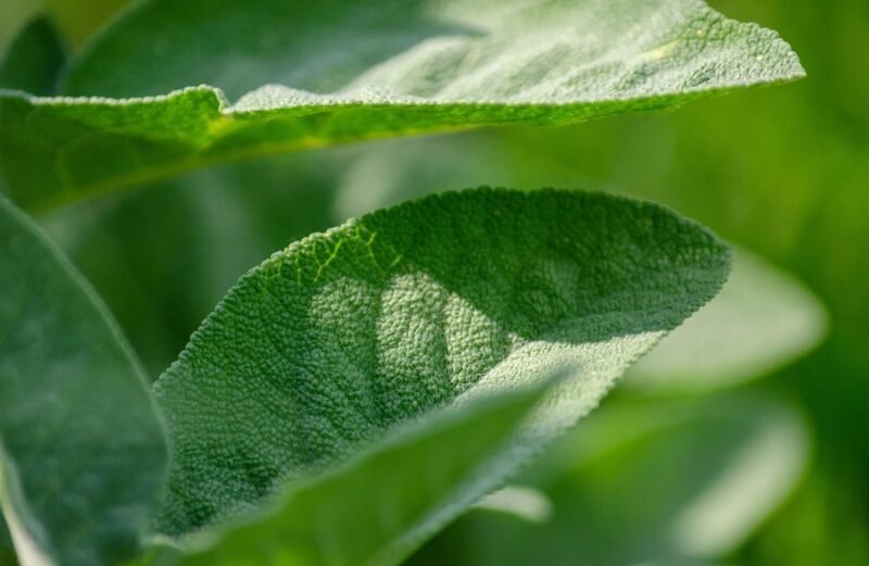 hoja de salvia blanca