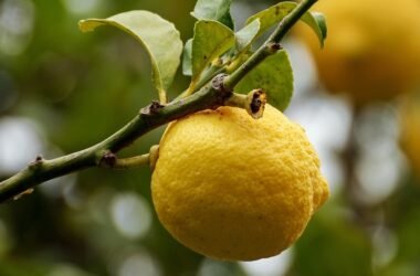 limón, aceite esencial de limon, propiedades de los aceites esenciales