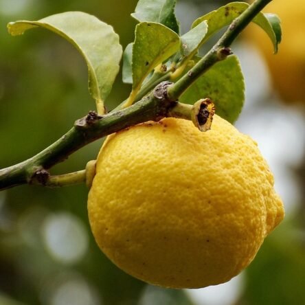 Propiedades del aceite esencial de limón