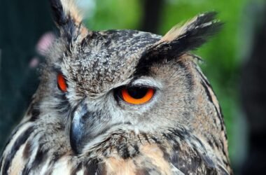 buho-ornitomancia-la-interpretacion-de-las-aves-como-adivinar-el-futuro-mediante-la-interpretacion-de-las-aves-wiccana
