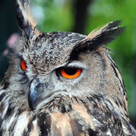 Ornitomancia: el lenguaje oculto de las aves