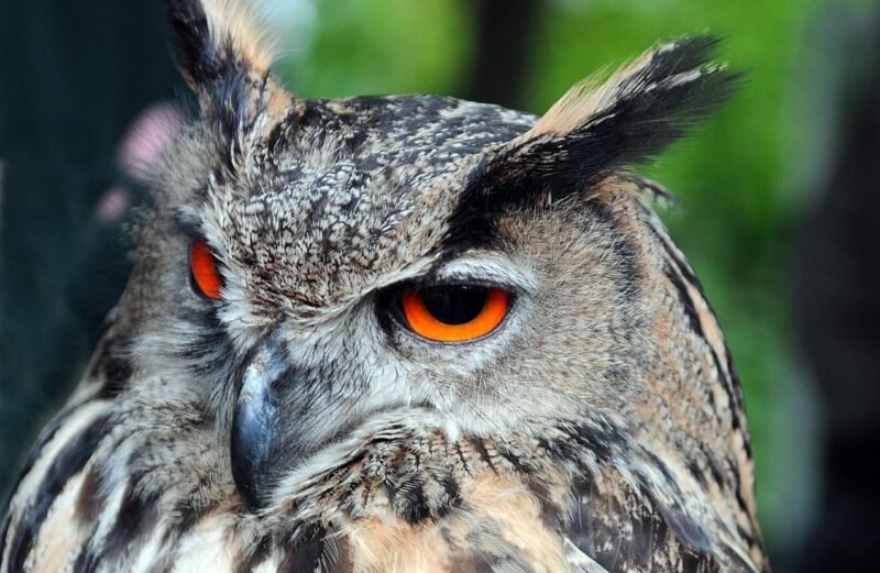 buho-ornitomancia-la-interpretacion-de-las-aves-como-adivinar-el-futuro-mediante-la-interpretacion-de-las-aves-wiccana