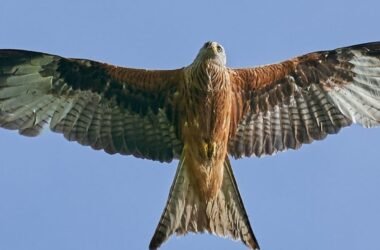 Milano en vuelo, la interpretación de las aves, significado espiritual