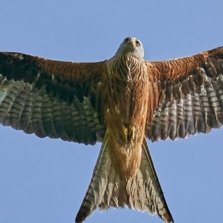 Significado espiritual de las aves en el esoterismo moderno